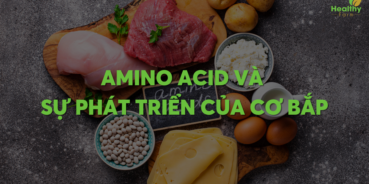 Amino acid và sự phát triển của cơ bắp