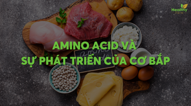 Amino acid và sự phát triển của cơ bắp
